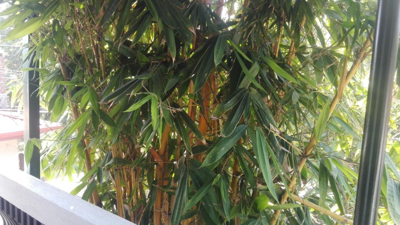 דירות גמפהה Mango Roots מראה חיצוני תמונה