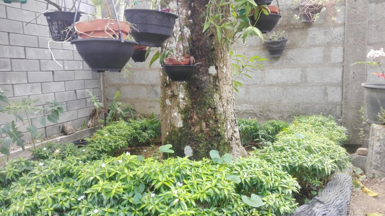 דירות גמפהה Mango Roots מראה חיצוני תמונה